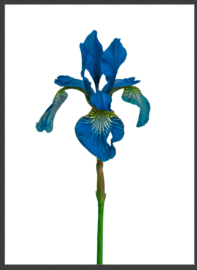 배경을 흰색으로 채움