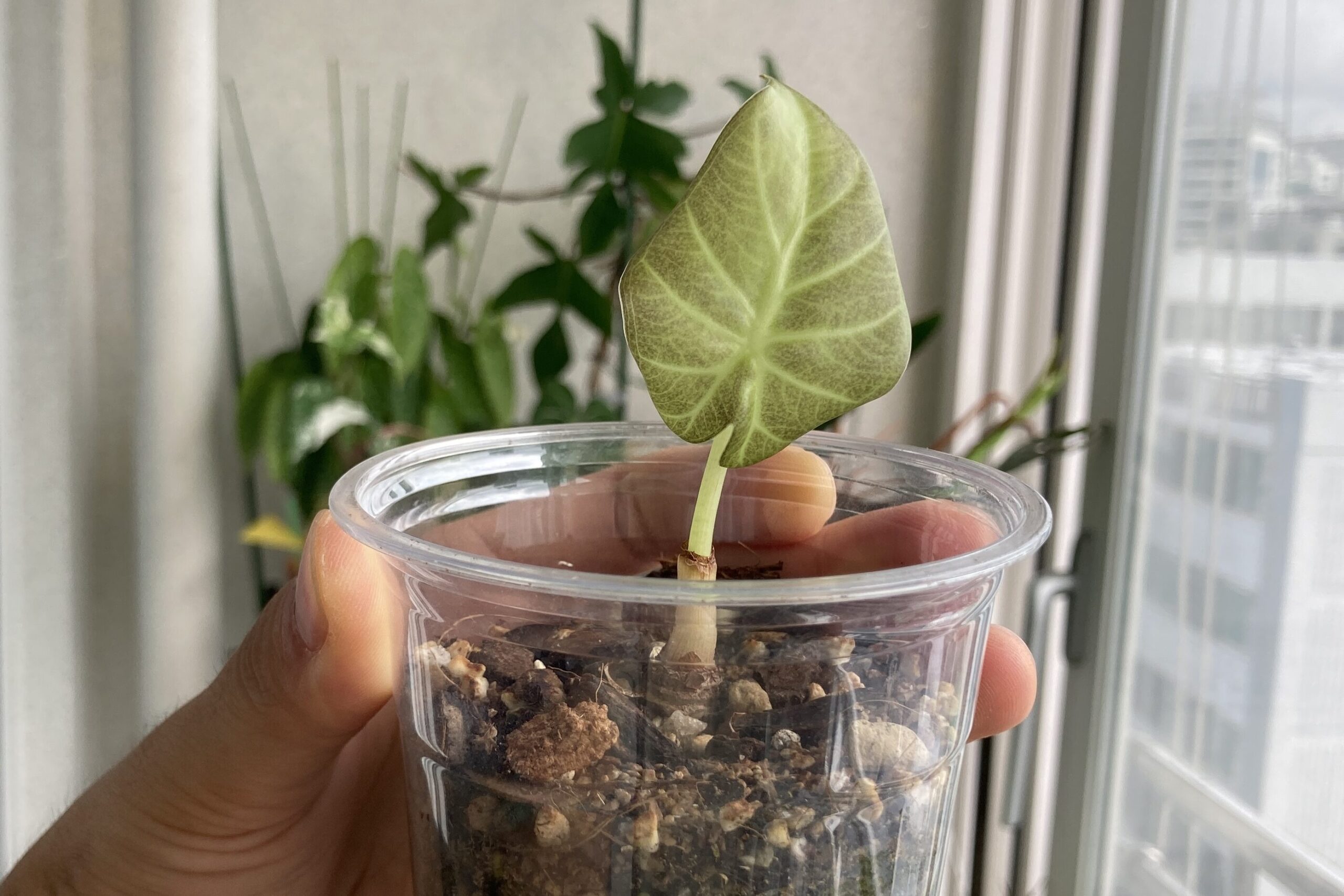 나의 알로카시아