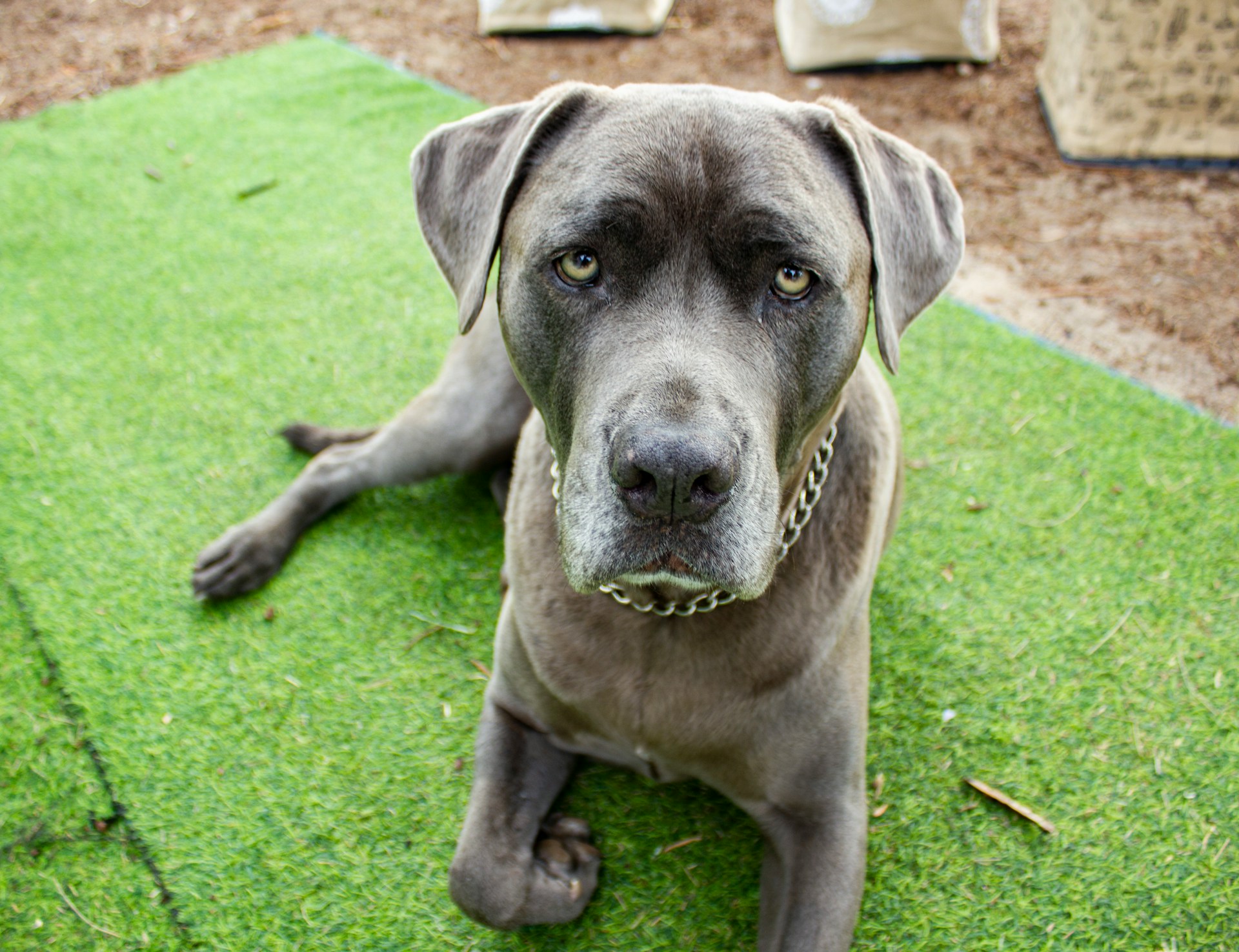 Large gray dog from [Unsplash](https://unsplash.com/photos/a-large-gray-dog-laying-on-top-of-a-lush-green-field-oHtLOpKe_YQ)
