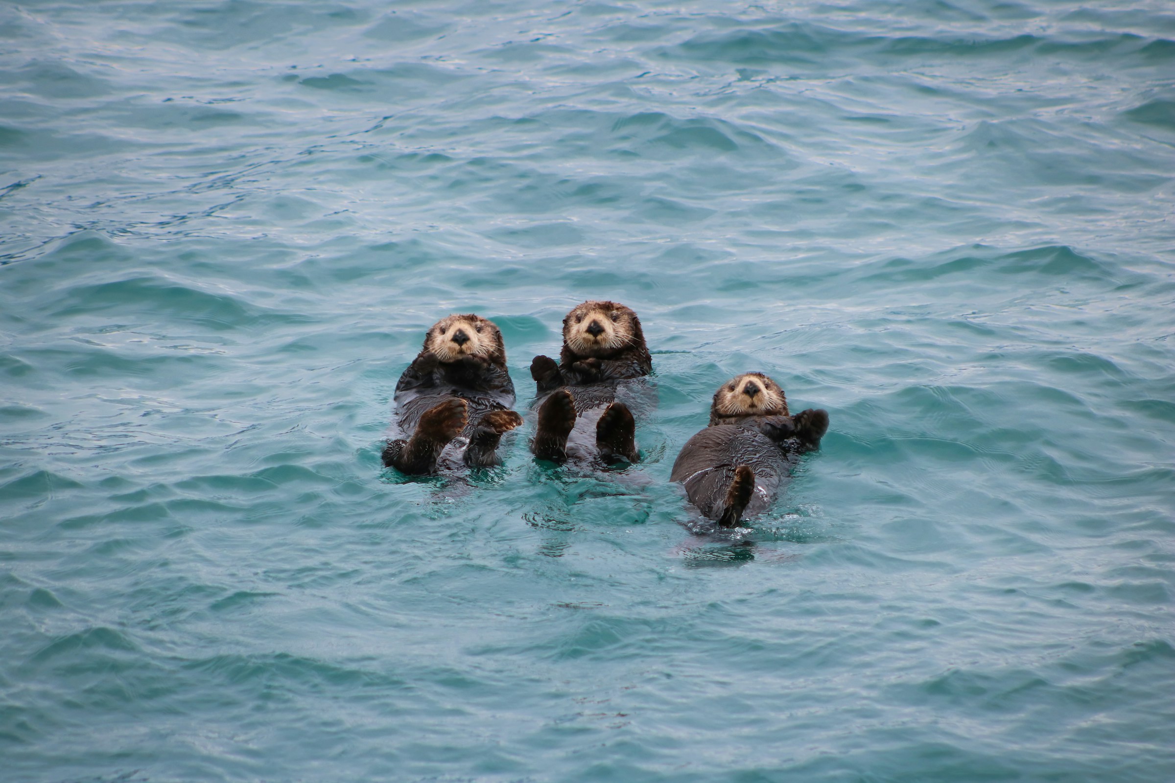 **POOL party of three sea otters** from [Unsplash](https://unsplash.com/photos/a-group-of-sea-otters-swimming-in-the-ocean-X9cBHEPO6LU)