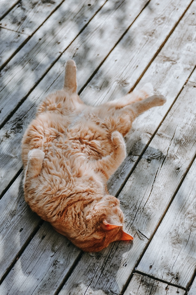 Relaxing cat from [unsplash](https://unsplash.com/photos/brown-cat-lying-gray-wooden-plank-m1ihpPLnjdI?utm_source=unsplash&utm_medium=referral&utm_content=creditShareLink)